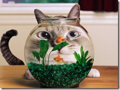 cats-cat-