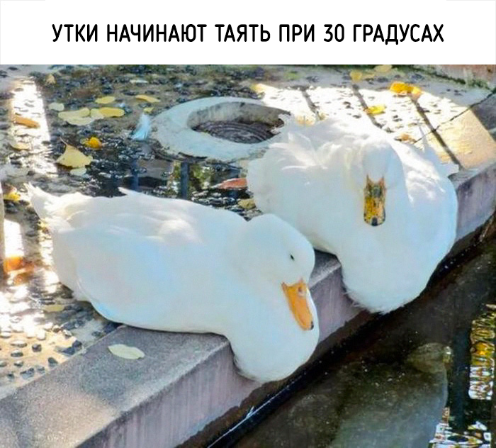 забавные факты о животных