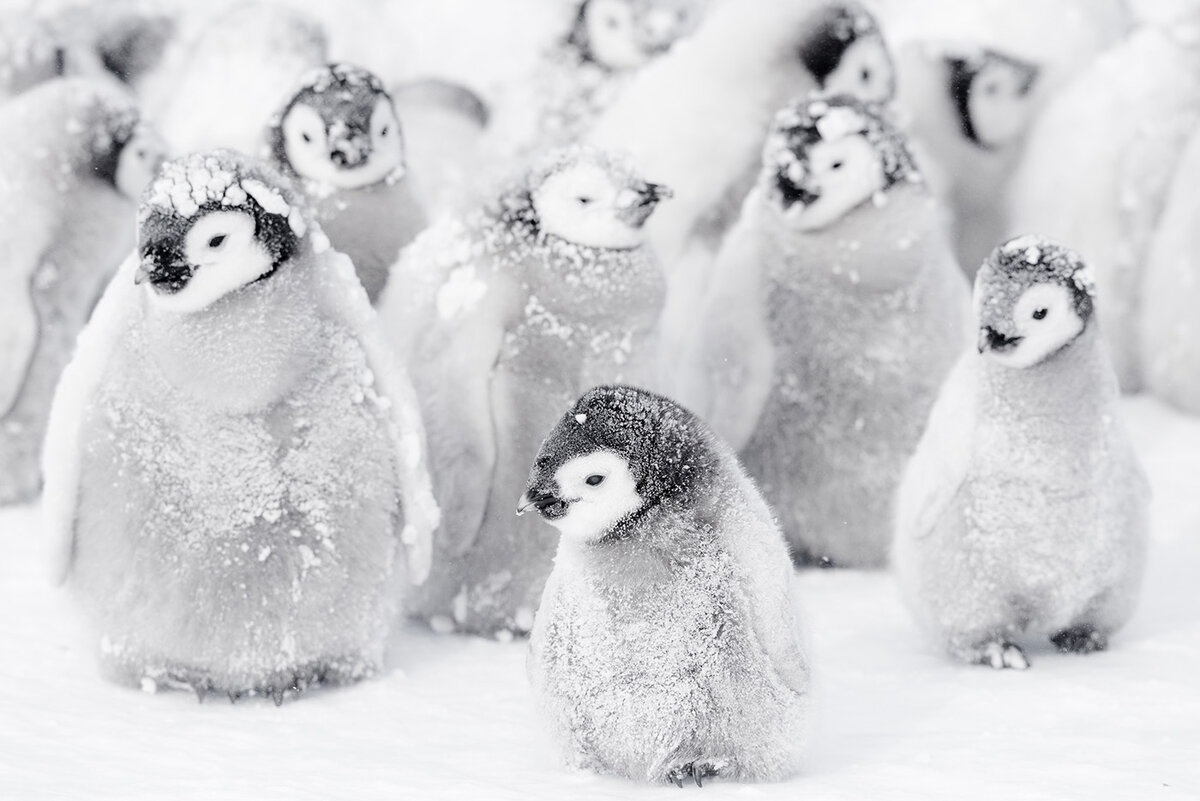 11 милых фото пингвинов, которые вызывают улыбку