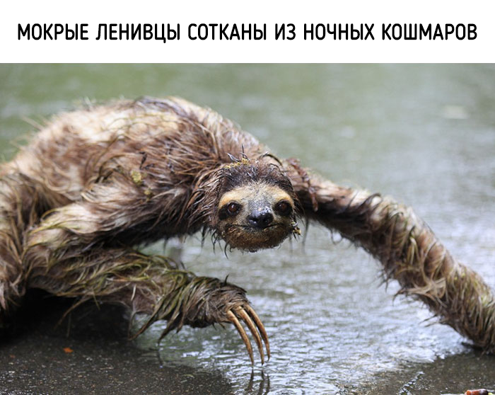 забавные факты о животных 