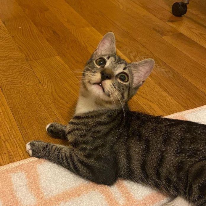 Без кота и жизнь не та