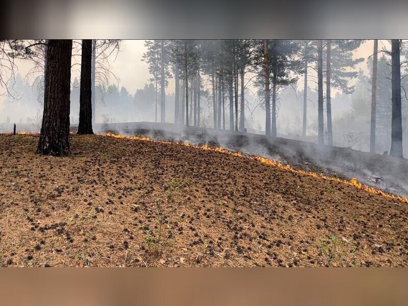Арендатора лесных участков оштрафовали за отказ помогать в тушении пожаров
