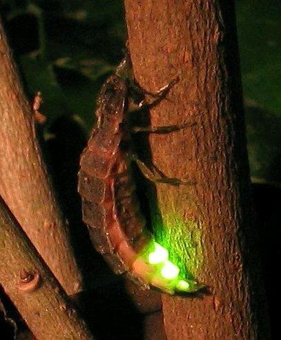 Светлячок — насекомое, украшающее ночь