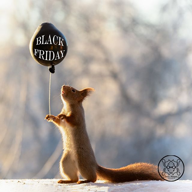 Шведский фотограф 6 лет преследует белок и собирает самые редкие кадры картинки