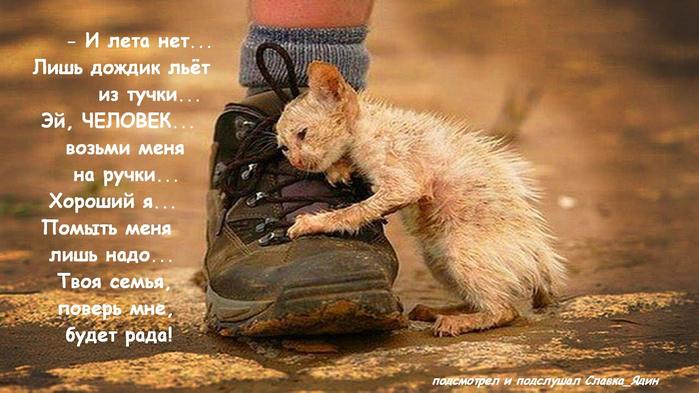 ДЕВЯТОЕ КОТЮЛЯ демотиваторы,животные,позитив,приколы,Смешные животные