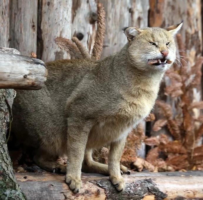 Дикий камышовый кот фото