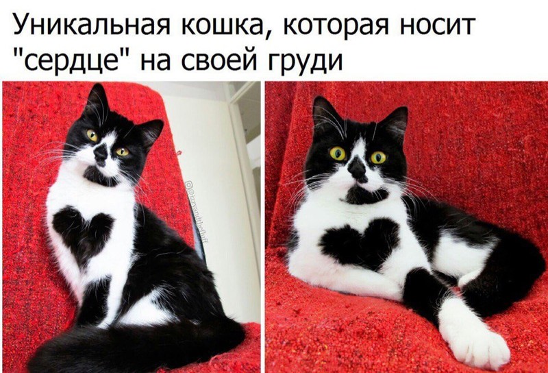 Смешные картинки с надписями прикол, юмор