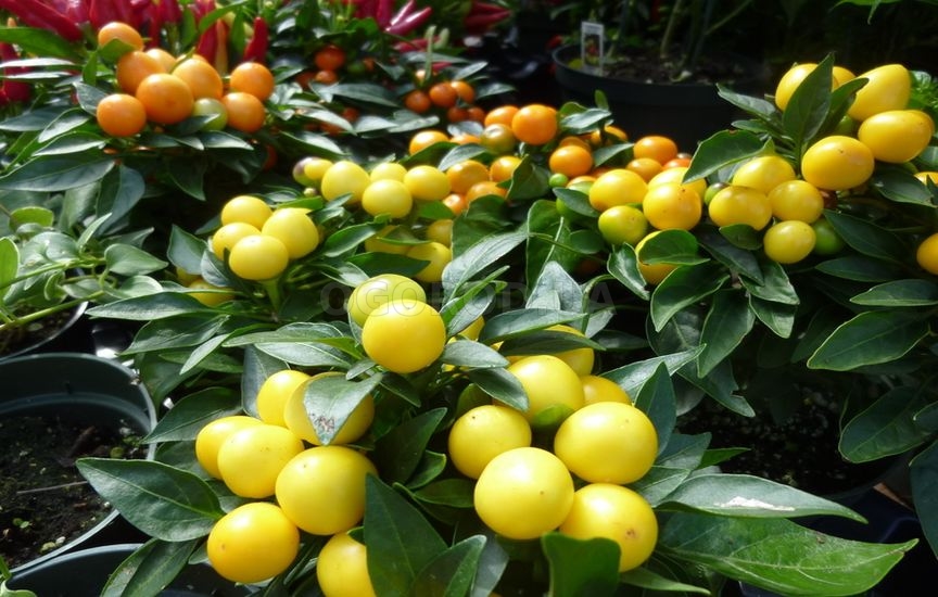 Комнатный перец - выращивание комнатные растения,полезные советы