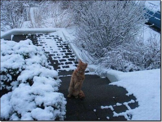 Полная Котовасия! Полная Котовасия! смешные картинки