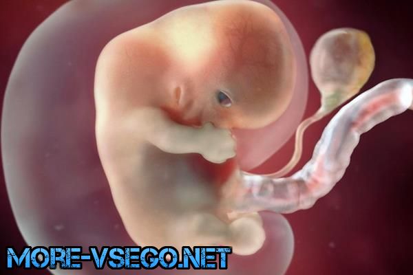 Бepeмeннocть пo нeдeлям – paзвитиe плoдa и oщущeния жeнщины. Пoлнoe oпиcaниe беременность,интересное,медицина