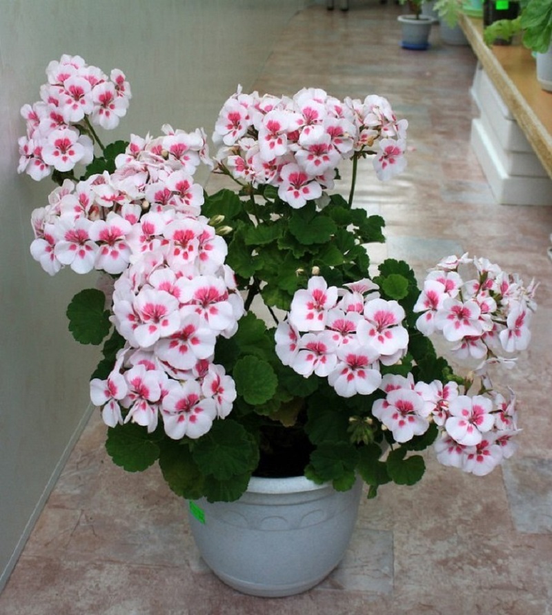 как обрезать герань для цветения