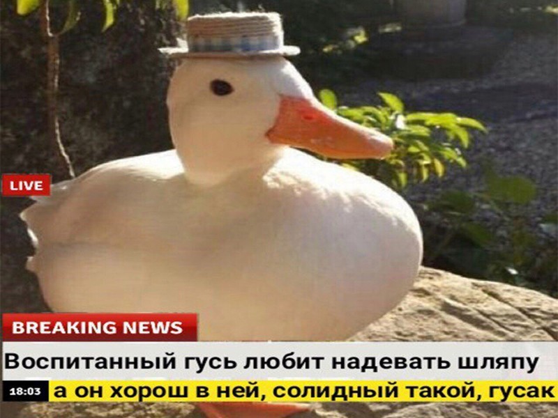 Доброжелательные новости, которые мы заслуживаем животные, интересное, новости, фотоприкол