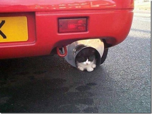 Полная Котовасия! Полная Котовасия! смешные картинки