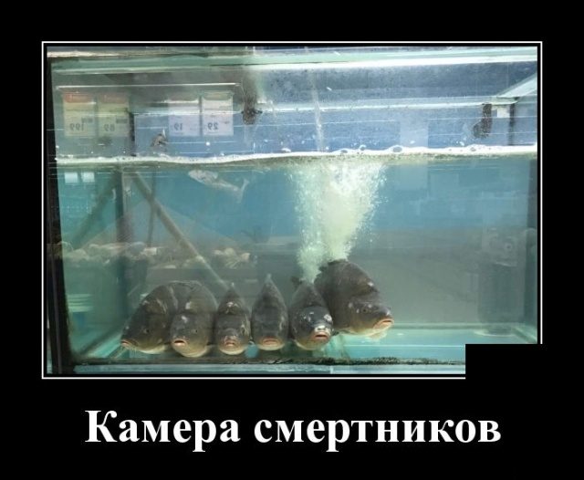 Демотиваторы. Убойные картинки! Демотиваторы. Убойные картинки! демотиваторы