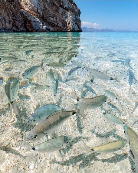 Забавная подборка дня Забавная подборка дня