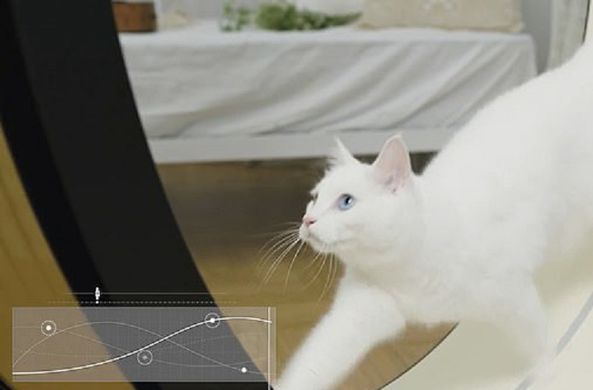 В Корее разработали специальный тренажер для котов В Корее разработали специальный тренажер для котов новости