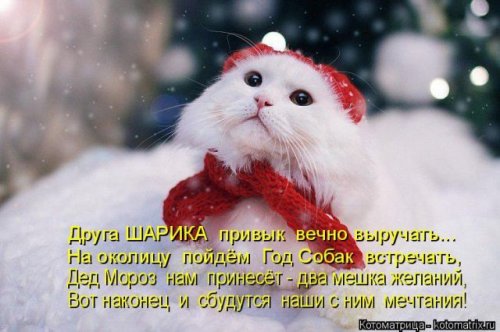 Свежая котоматрица для всех (40 фото)