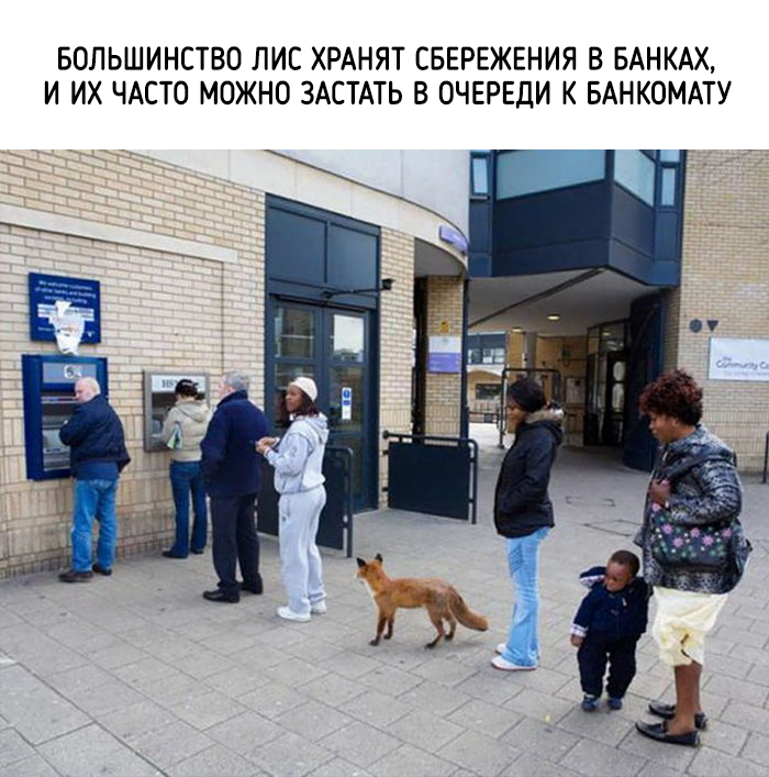 забавные факты о животных