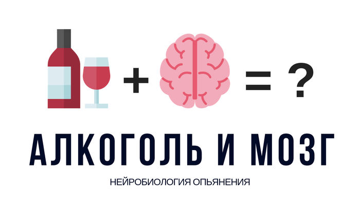 Как алкоголь влияет на мозг? Алкоголь, Мозг, Наука, Биология, Химия, Видео, Гифка, Длиннопост