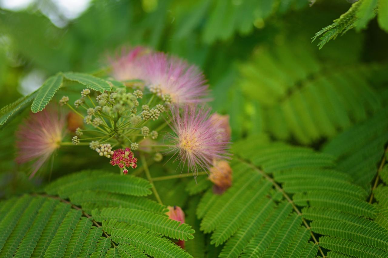 Не только ипомея и шалфей: список запрещенных на даче растений растение, России, растения, вещества, содержит, сорта, семена, содержат, семейства, растений, поэтому, участке, этого, штраф, грозит, именно, выращивать, нашей, многие, внимание