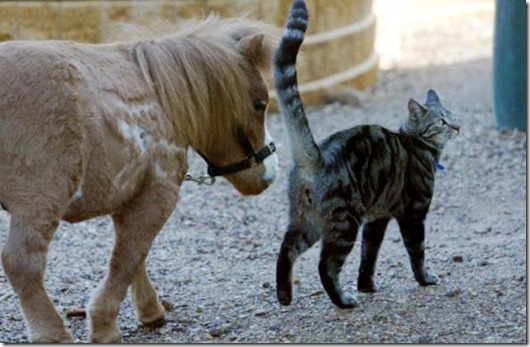 Полная Котовасия! Полная Котовасия! смешные картинки