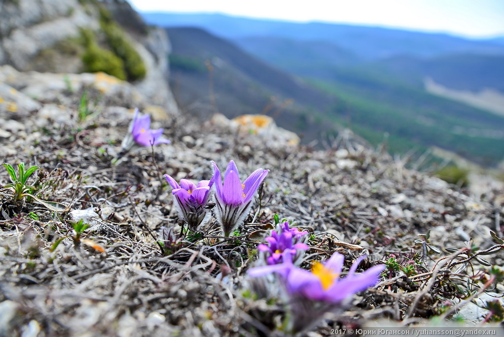 Крымские первоцветы. Первоцветы Крыма. Первоцветы горного Крыма. Крымский первоцветы примула. Подснежники в Крыму.