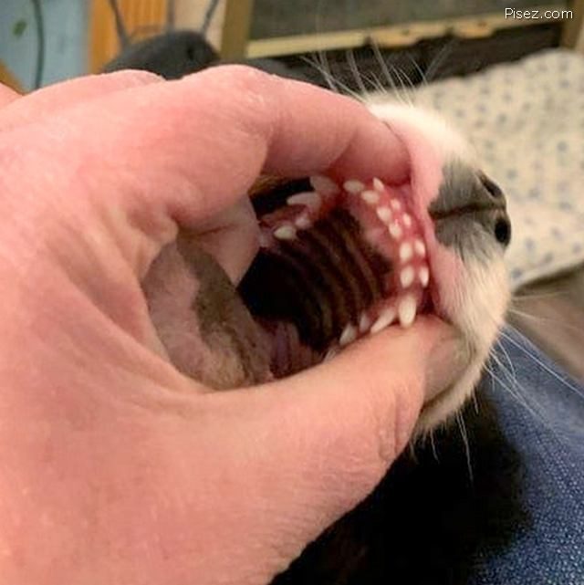 Приколы Декабря 2021 позитив,смешные картинки,юмор