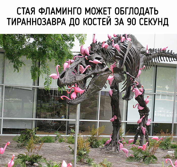 забавные факты о животных