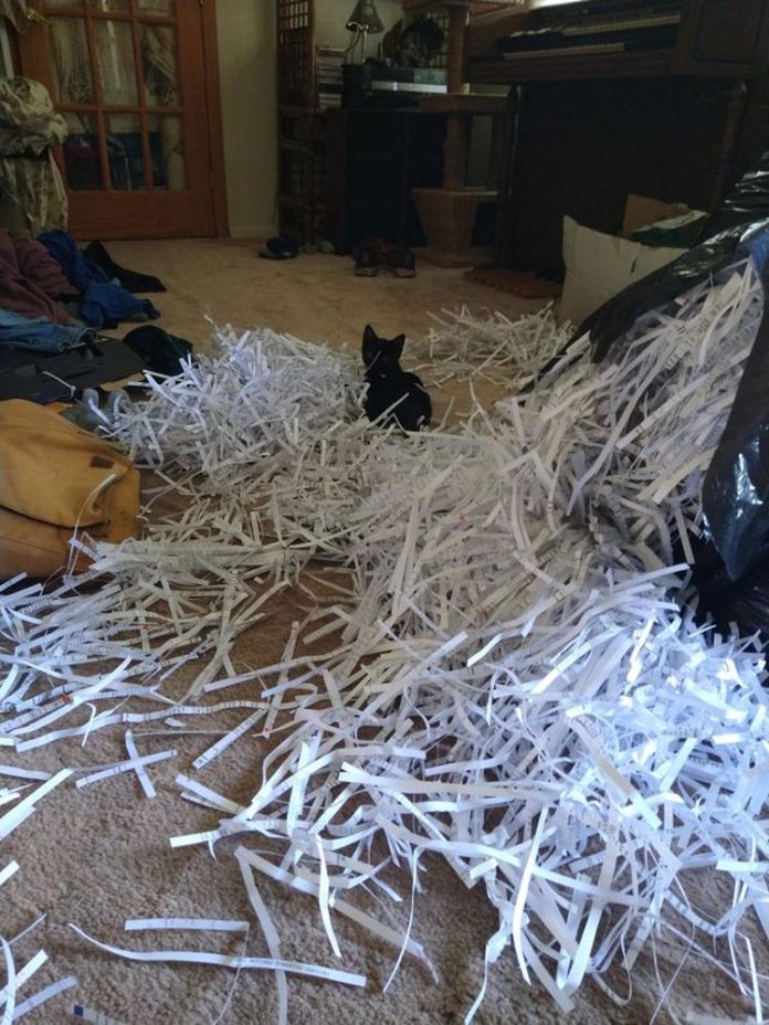 Без кота и жизнь не та