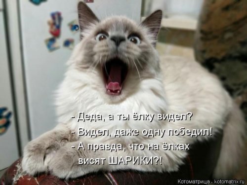 Новая котоматрица 