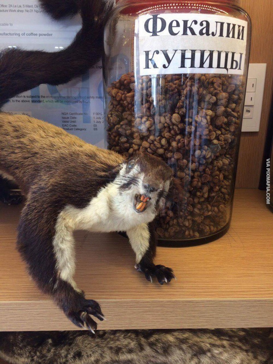 Белка какает