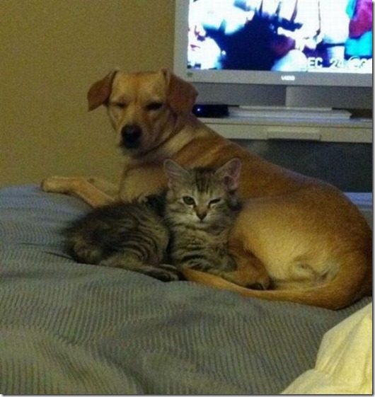 Полная Котовасия! Полная Котовасия! смешные картинки