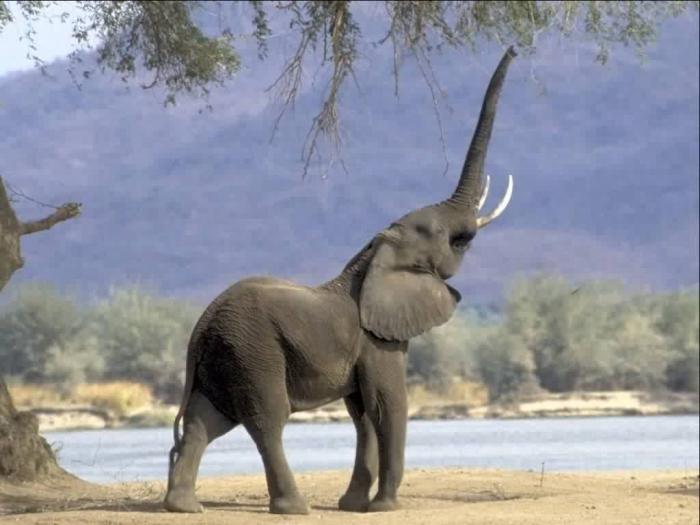 Сколько живет слон? Узнаем!