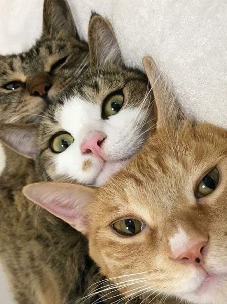 Наглые рыжые морды...