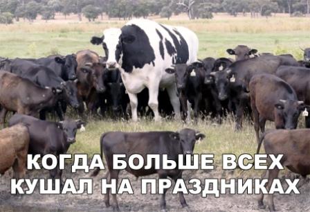 Забавные картинки и смешные фото приколы с надписями Забавные картинки и смешные фото приколы с надписями ржачные фото с надписями