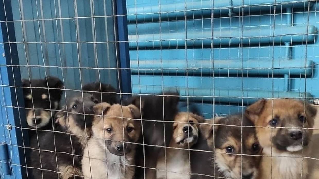 Жители Бийска прокомментировали ситуацию с бездомными собаками