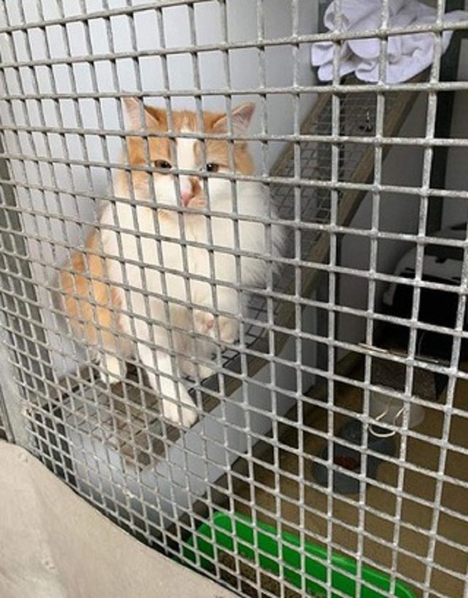 Кошка за решеткой