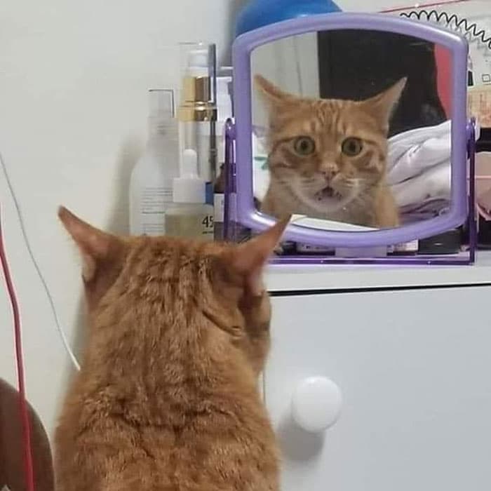 рыжий кот удивленно смотрит в зеркало