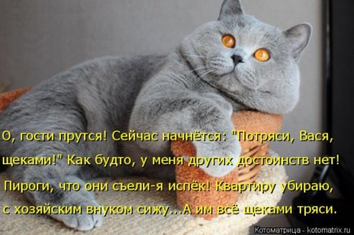 Новая котоматрица (36 фото)