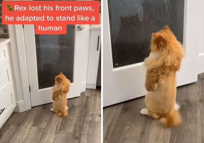 Без кота и жизнь не та