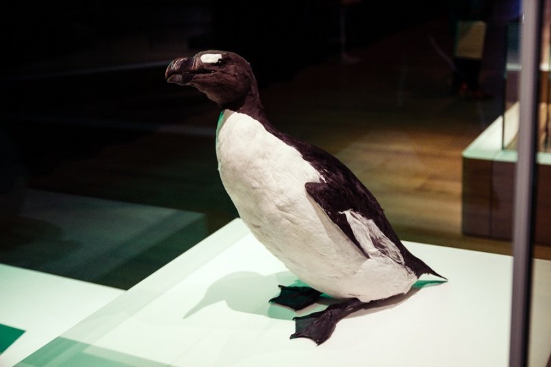 10 животных, которые исчезли с лица Земли по вине человека животные,природа