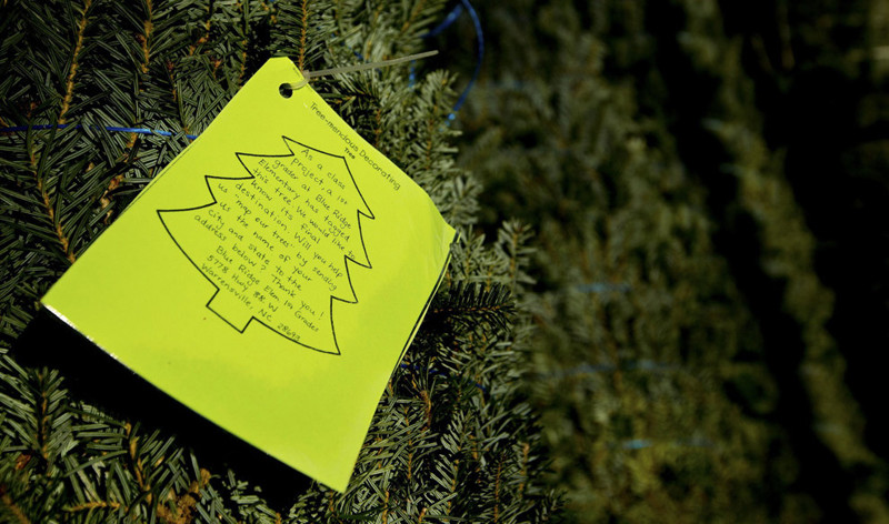 Этикетка на дереве, оставленная студентами. Они просят будущего собственника ёлки написать по указанному адресу своё место проживания, дабы узнать всю логистическую цепочку. елка, ель, новогодняя елка