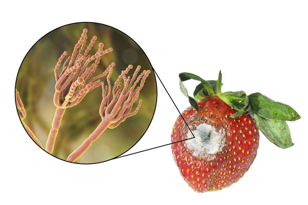 ���� �� �������� ��������� - ��������