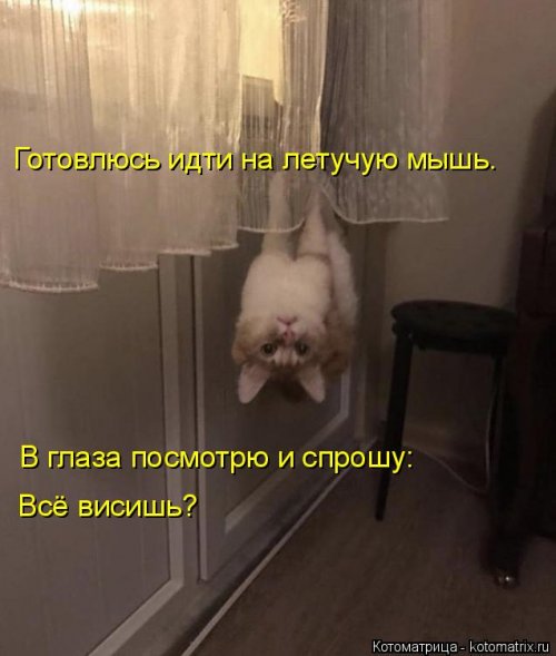 Новая котоматрица 