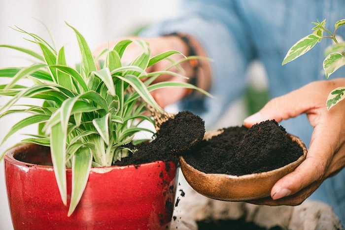 Кофейная гуща и еще 8 натуральных удобрений, которые помогут спасти домашние растения