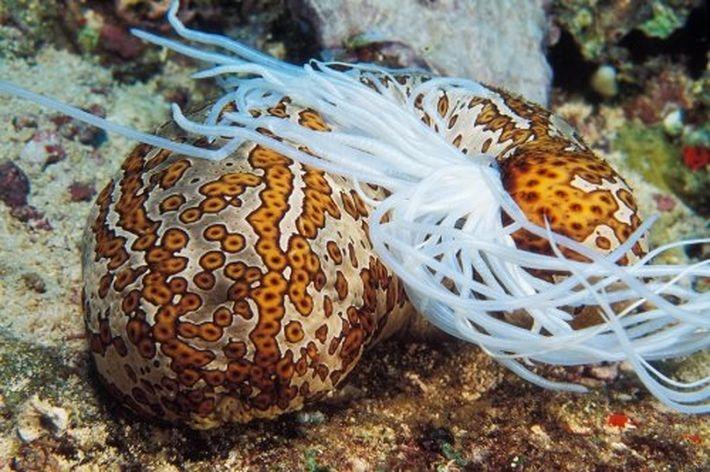 10 малоизвестных фактов о морских глубинах
