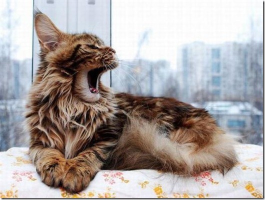 Полная Котовасия! Полная Котовасия! смешные картинки