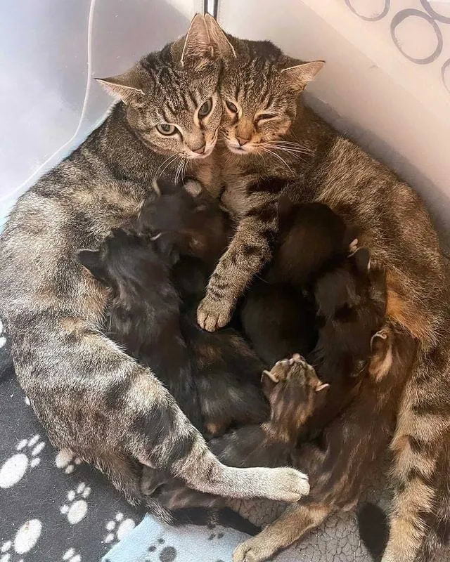 Без кота и жизнь не та