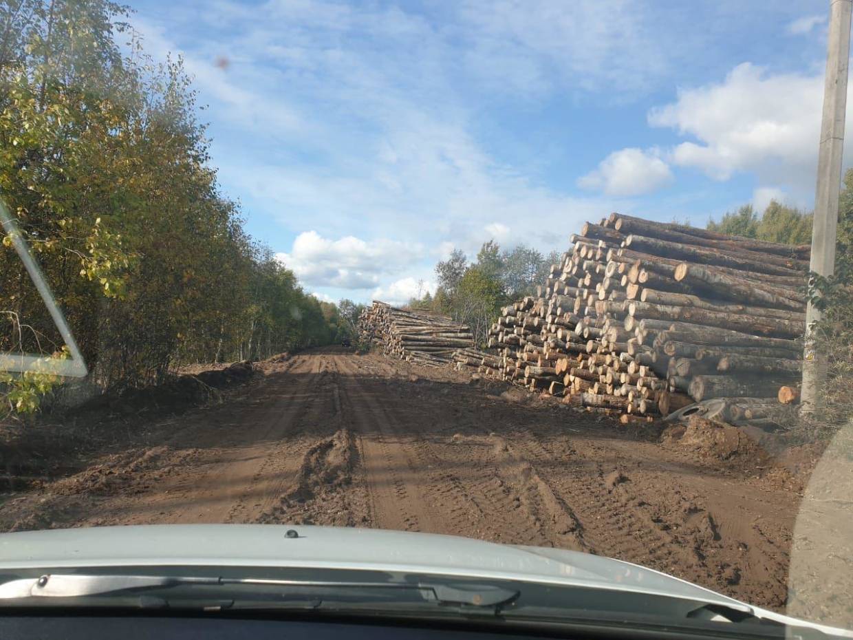 Владимирские таможенники раскрыли контрабанду местных сосен