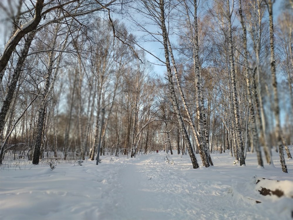 Михайловская роща томск фото